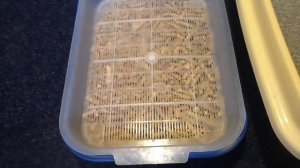 Приучение котёнка к лотку. Мой опыт. Выбор лотка и наполнителя.