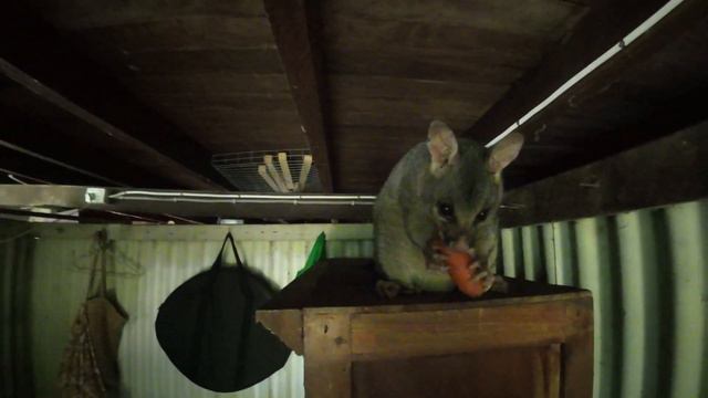 Мой сосед - поссум смотреть онлайн