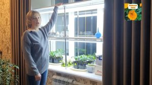 Стеллаж для рассады на подоконнике. Удобно. Красиво. Недорого.