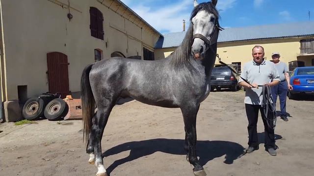 Супер лошади 3 года 178 холку смотреть онлайн