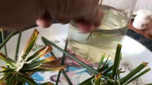 Размножение Циперуса (Папируса) в воде. Процесс от А до Я.