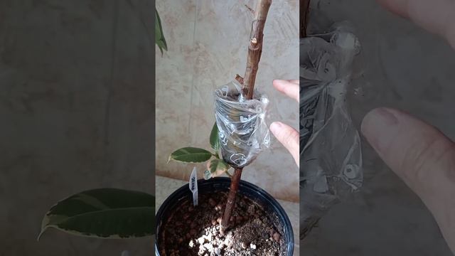 Фикус Тинеке кантип кобойтобуз жана формага келтиребиз🪴🪴🪴 смотреть онлайн