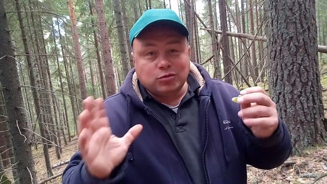 СБОР ЖИВИЦЫ ЕЛОВОЙ~ЗАЛЕЧИВАЕМ РАНЫ !!! смотреть онлайн