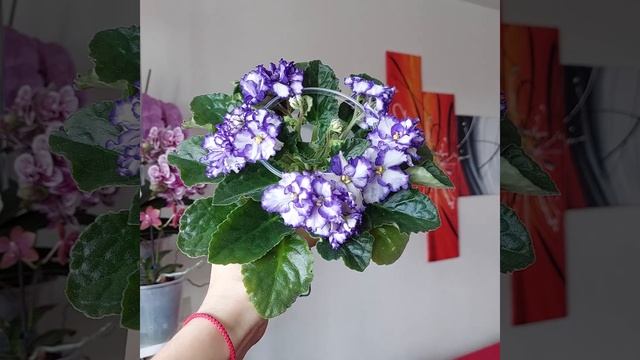 Фіалка Optimara Smoky Mountain