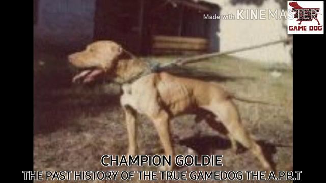 A.P.B.T Fitzwater's Champion Goldie 4XW смотреть онлайн