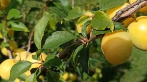 Алыча Сонейка !!! (Слива русская)