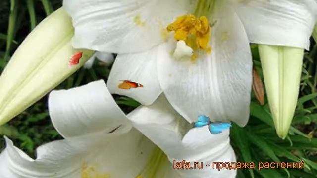 Лилия лонгифлорум Уорлд Трейд ? лилия Уорлд Трейд обзор: как сажать луковицы лилии Уорлд Трейд смотреть онлайн