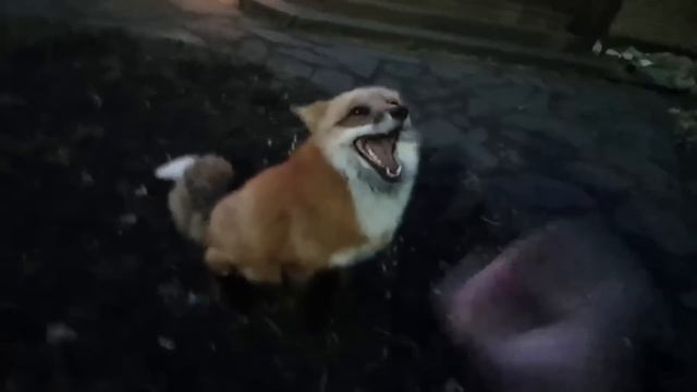 Ли Сяо / Alice the Fox Лиса Алиса (Нападение злой руки!!) смотреть онлайн