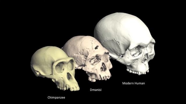 Discoveries at Dmanisi смотреть онлайн