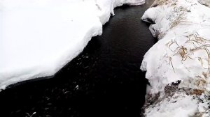 Рыба задыхается, тонны рыбы! Замор рыбы! Кислородное голодание!