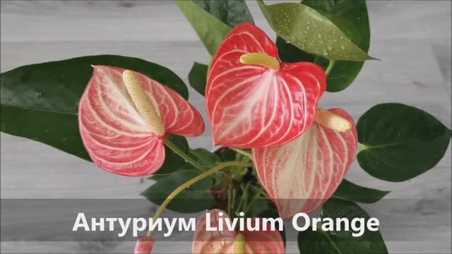 Антуриум Livium Orange смотреть онлайн