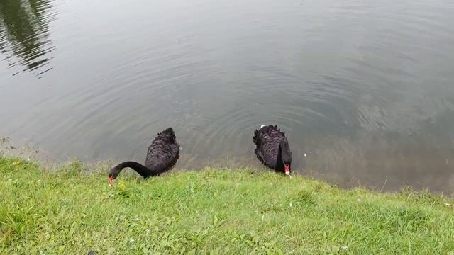 Черные лебеди на пруду в ГБС им. Цицина смотреть онлайн