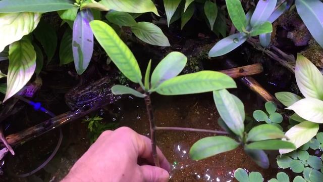 Мангры в аквариуме ! смотреть онлайн