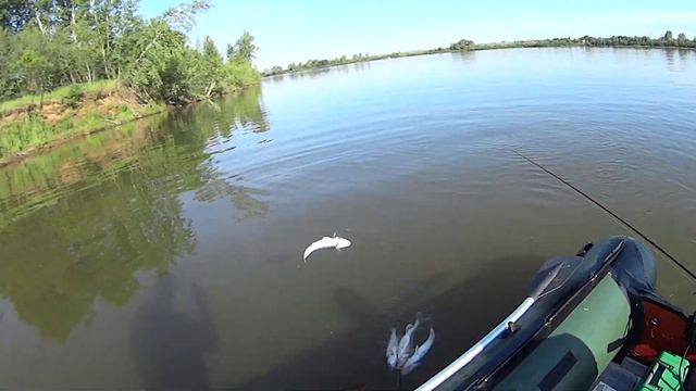 Рыбалка на реке Белая.ловим судака и щуку. смотреть онлайн
