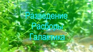 Разведение Расборы Галактика