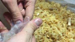 Как вырастить КОРОЛЕВСКИЕ ВЕШЕНКИ!!! Серьезная подготовка!!!