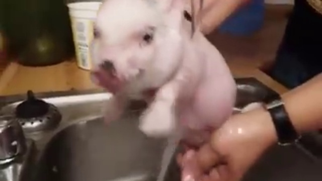 Мытье маленького поросенка смотреть онлайн