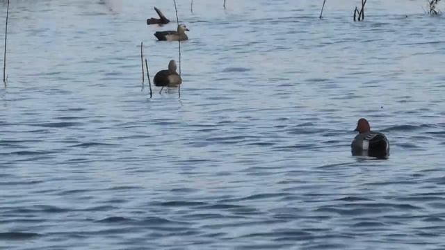 Свиязь селезень смотреть онлайн