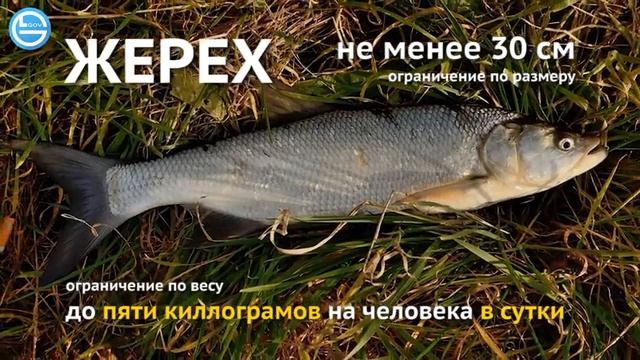 Новые правила рыбалки с 2020 года смотреть онлайн