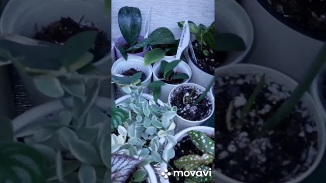 КОМНАТНЫЕ РАСТЕНИЯ(ЦВЕТЫ). смотреть онлайн
