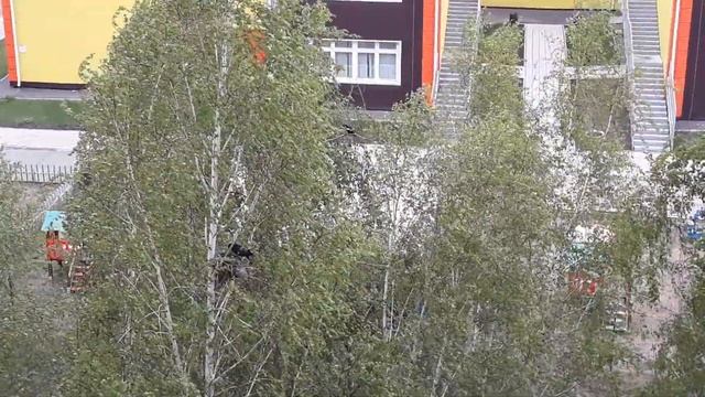 У наших ворон в гнезде птенцы смотреть онлайн