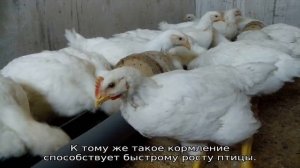 Чем кормить бройлеров после месяца