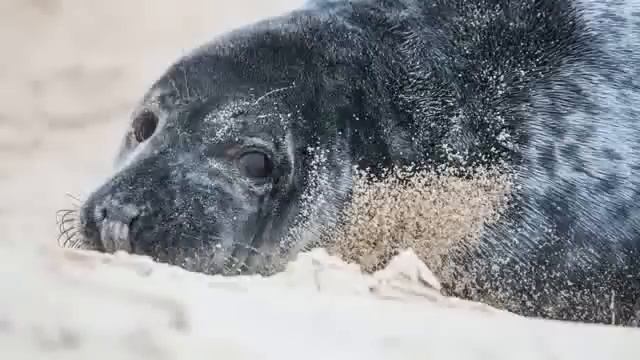 Экхарт Толле - О чем говорит тишина озвучивает Nikosho смотреть онлайн