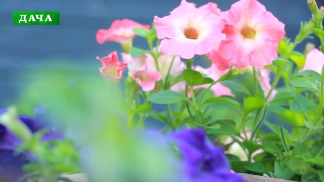 ПЕТУНИЯ, СУРФИНИЯ - все секреты для пышного и длительного цветения//посадка, уход, формировка смотреть онлайн