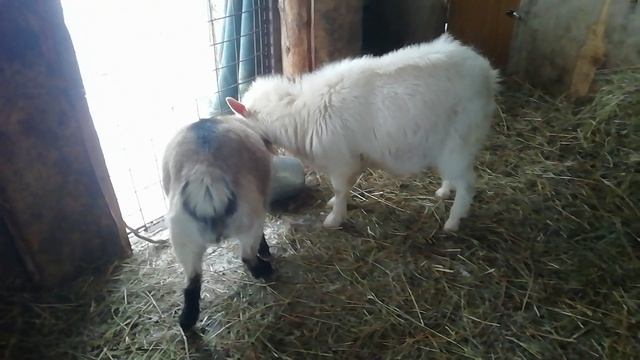 Козоводство. Чем кормить коз зимой. Чем кормить козу. смотреть онлайн