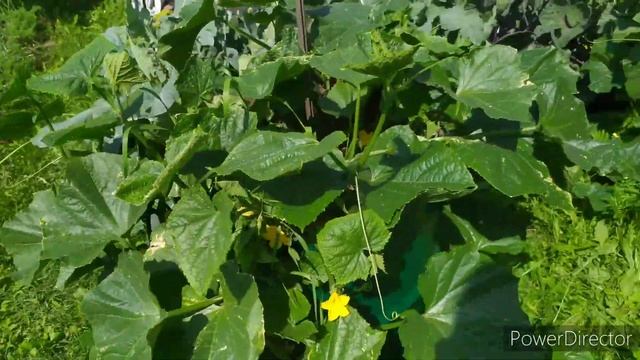 Сухие пятна на листьях огурцов - альтернариоз смотреть онлайн