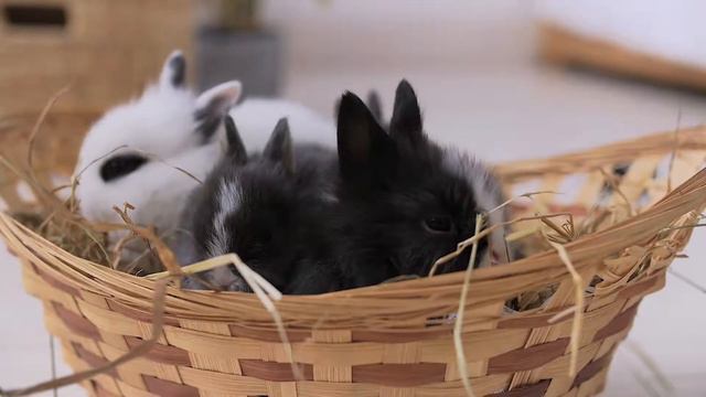 Питомник кроликов 