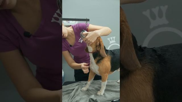 ГРУМИНГ БИГЛЯ / ШОУ ГРУМИНГ / ОБУЧЕНИЕ ГРУМИНГУ / Эпизод МАСТЕР-КЛАССА / GROOM SCHOOL