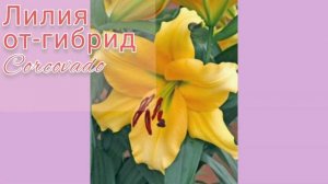 Лилии ОТ гибриды, наш ассортимент на 2021 год.