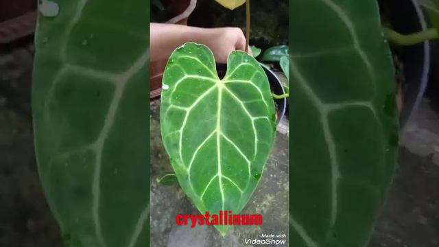 Anthurium Crystallinum X Magnificum