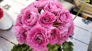 #432.Первое цветение розебудной пеларгонии Ириол Сударыня Зоя!