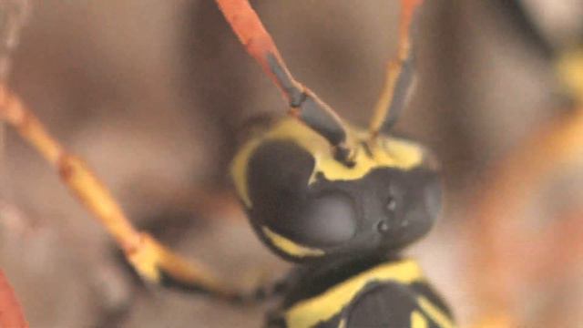 Wasp Social Behavior смотреть онлайн