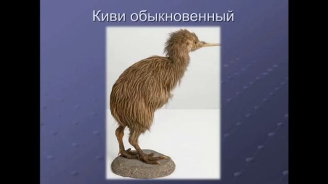 Виртуальная экскурсия "Этот удивительный и загадочный мир животных Дарвиновского музея". смотреть онлайн