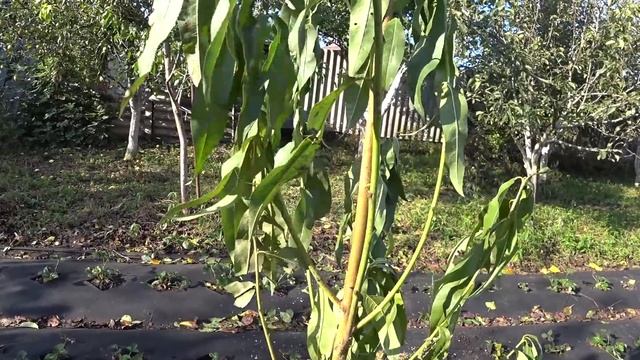 ОМОЛАЖИВАЕМ САД ??ОН ПРИБАВИЛ 98 ГРАММ?ТЕПЕРЬ ОН МЕЧЕННЫЙ ? ПЕРВЫЙ ОРЕШЕК смотреть онлайн