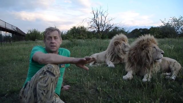 Как я покупал БЕЛЫХ ЛЬВОВ смотреть онлайн