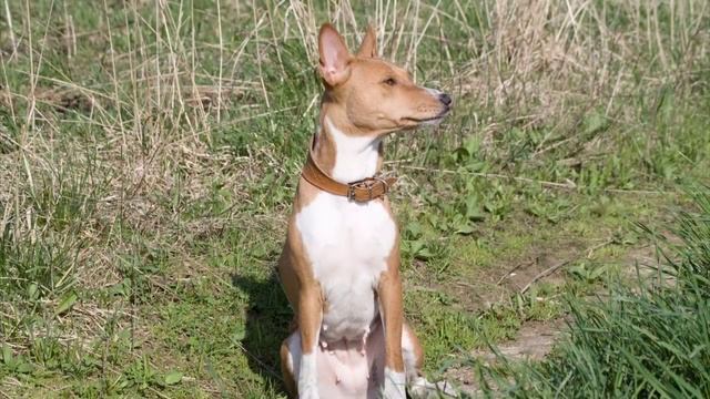 Basenji in village / Басенджи в деревне смотреть онлайн