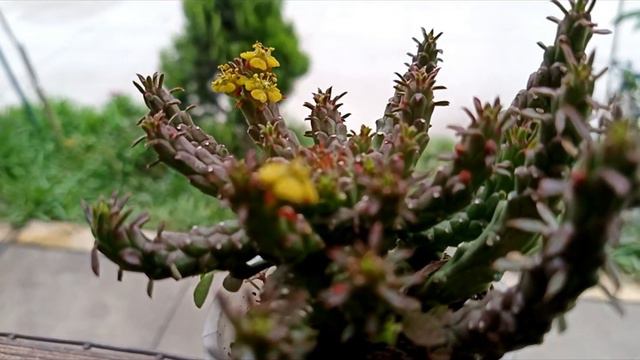 Cabeza de Medusa (Euphorbia Flanaganii) смотреть онлайн