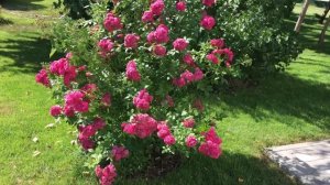 Мускусная Роза Динки (Роза Dinky)