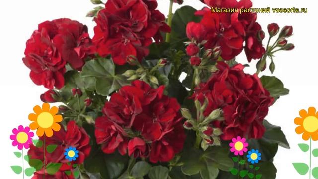 Пеларгония амурская, плющелистная Тоскана рубен. Краткий обзор pelargonium x hortorum Toscana ruben смотреть онлайн