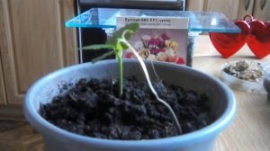 Гибискус сирийский. Выращивание из семян.