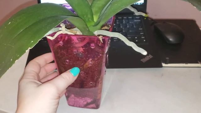 Kрутая веснушчатая орхидея спустя год . Прогресс на лицо. смотреть онлайн