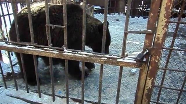 Мишка ест сгущёнку. п. Листвянка смотреть онлайн