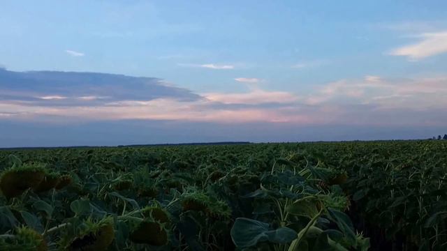 Гибрид подсолнечника НС ИМИСАН смотреть онлайн