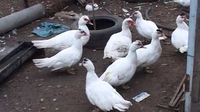 Мускусные утки смотреть онлайн