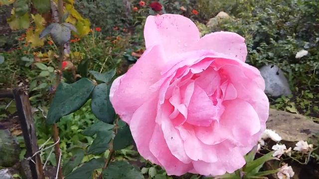 Queen Elizabeth Грандифлора США 1954 г. Сравните пожалуйста со своей розой смотреть онлайн