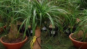 Как поливать, опрыскивать и чем удобрять Нолину.